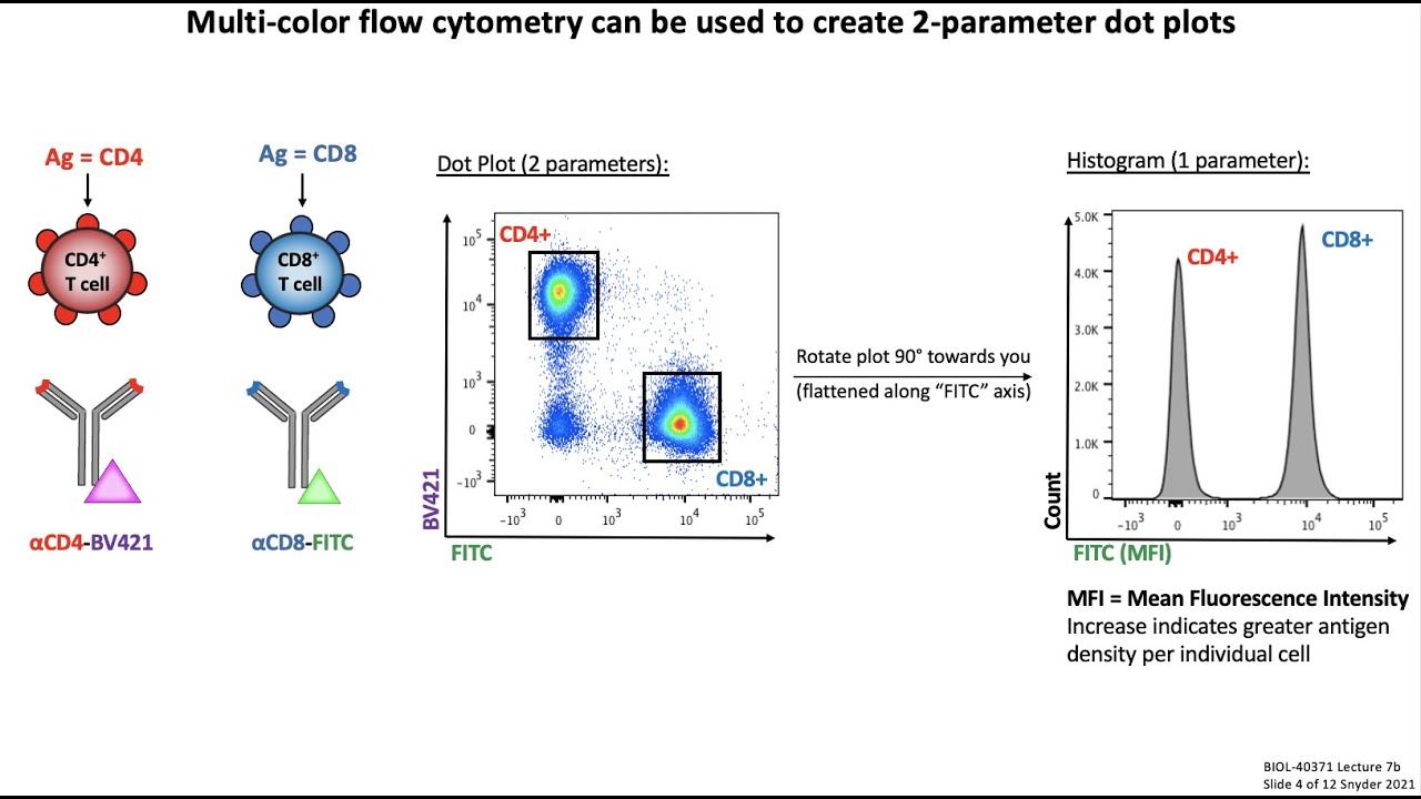Lecture 7b: Flow Cytometry смотреть онлайн
