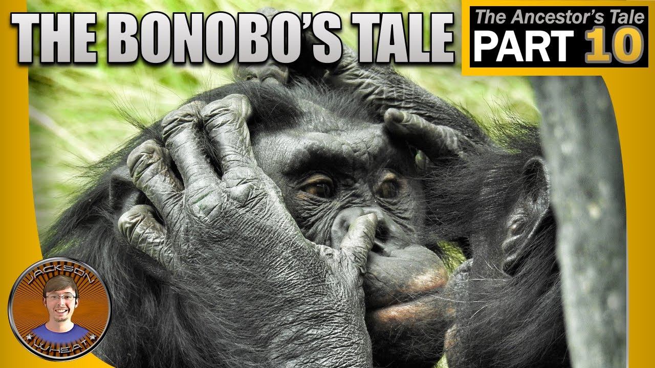 The Bonobo's Tale смотреть онлайн