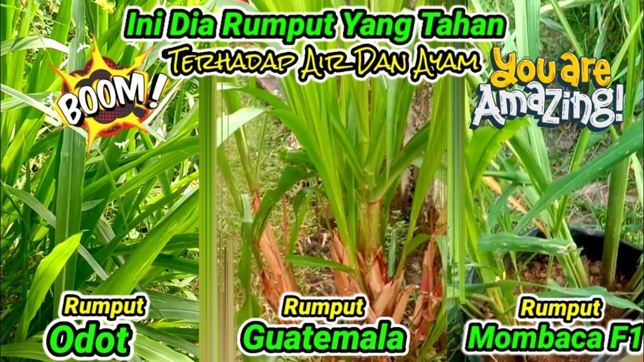 Dari Ketiga Rumput Ini ~ Ini Yang Paling Tahan Terhadap Air Dan Ayam | Pakan Ternak | Bank Pakan смотреть онлайн