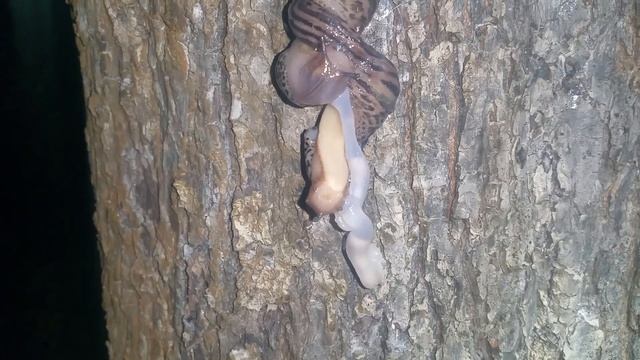 [Natalex] Как размножаются слизни... смотреть онлайн