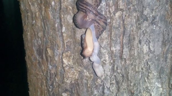 [Natalex] Как размножаются слизни...