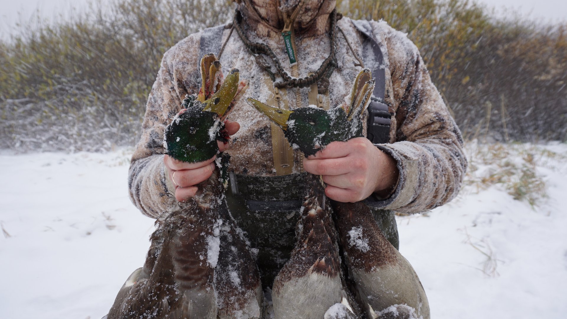 Снег, ветер , мороз и утки . Закрытие сезона утиной охоты ! /Дикие смотреть онлайн