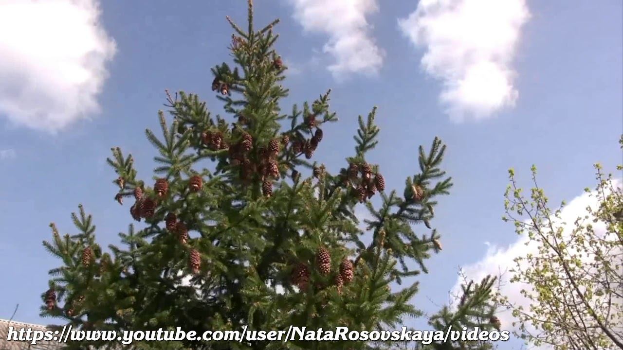 ШИШКИ (Fir Cones) смотреть онлайн