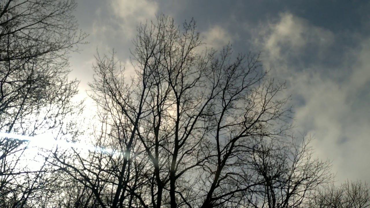 Лесотерапия. 27 марта 2020 г. смотреть онлайн