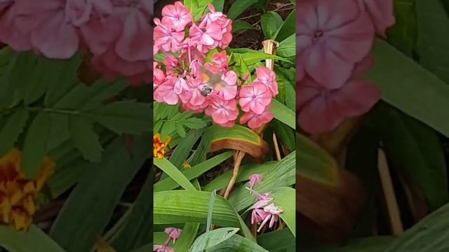 Бабочка - колибри смотреть онлайн