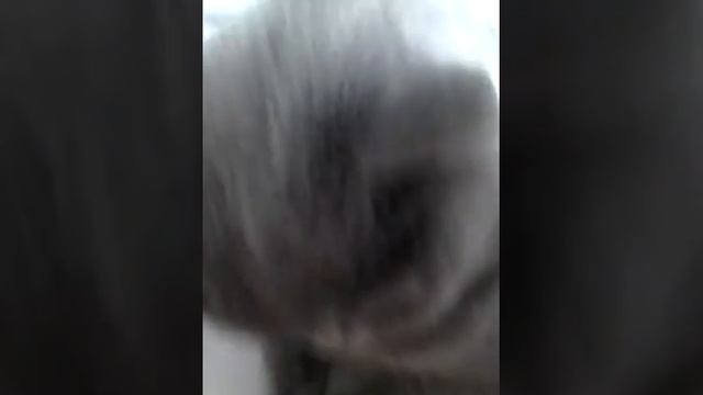 Моня играет с фантиком смотреть онлайн