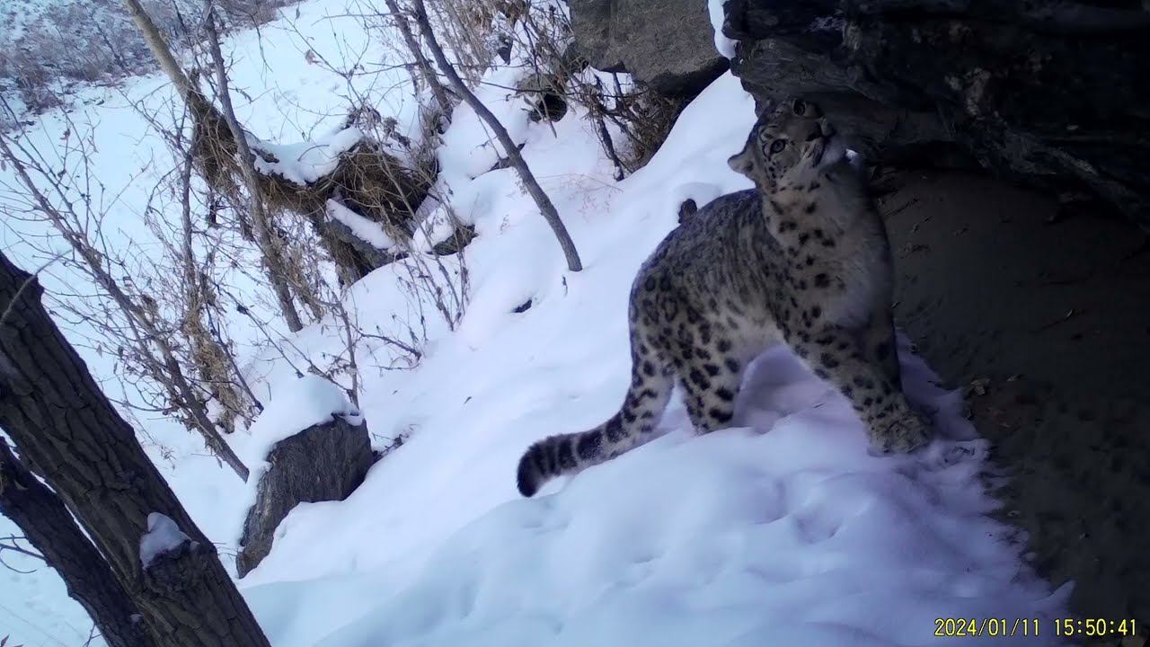 Самка транзитная зарегистрировалась на территории заповедника «Убсунурская котловина» смотреть онлайн