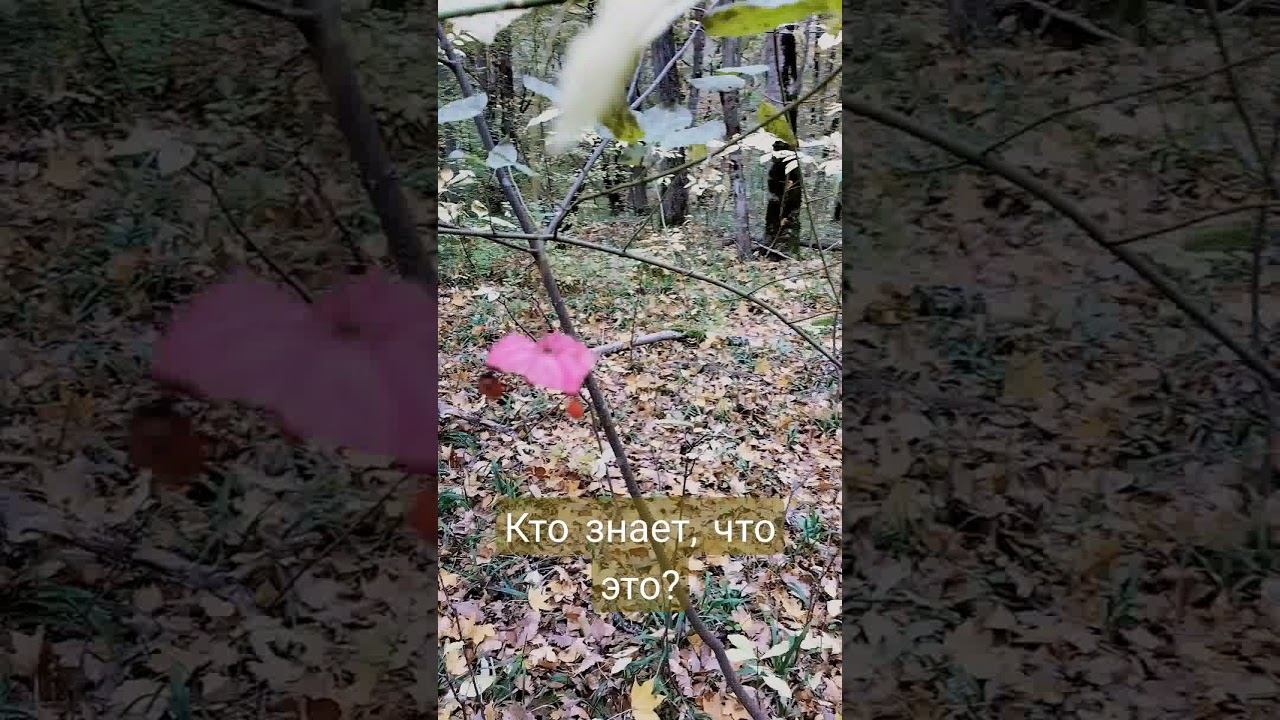В лесу 🍁 Кто знает как называется это растение?#опрос #опросы смотреть онлайн