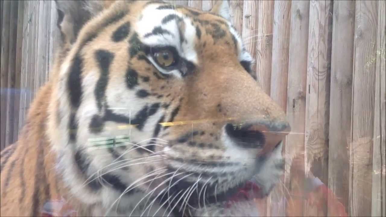 ОКНО В ПРИРОДУ смотреть онлайн