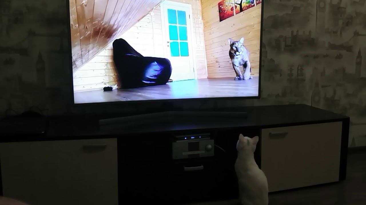 Кот Пирожок любит смотреть на пуму Месси, видимо чувствует собрата смотреть онлайн