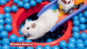 Хомяк попал в БОЛЬШОЙ ЛАБИРИНТ ! Выбираемся из лабиринта вместе !