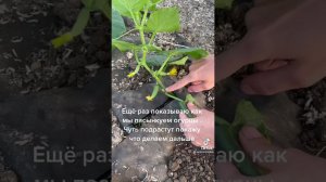 пасынкование огурцов в 1 ствол.