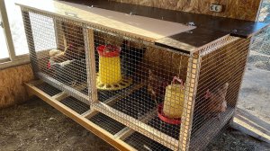 Как делать клетки для кур несушек просторные и удобные