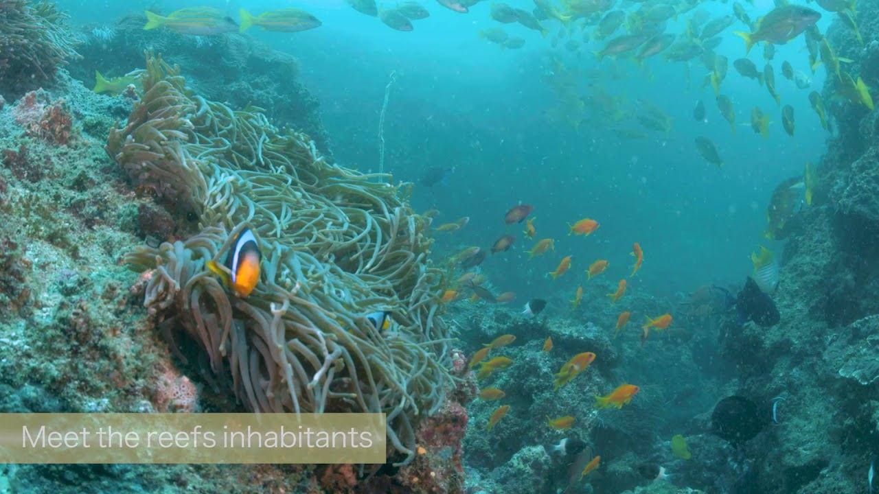 Underwater Videography - Reef life of Mozambique смотреть онлайн