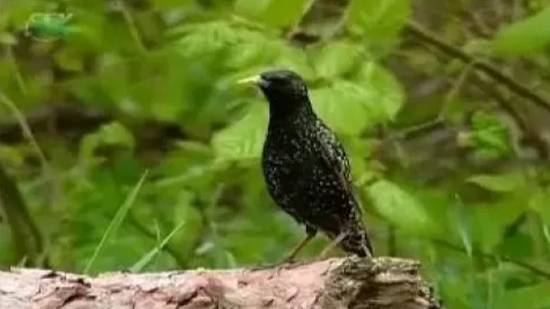 Заповедник. Правила поведения в заповеднике смотреть онлайн