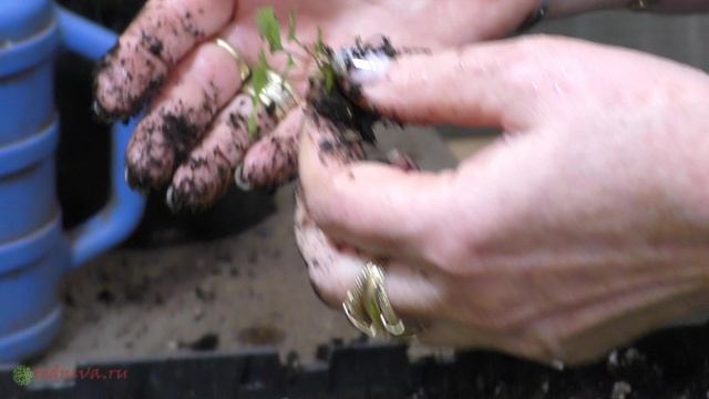 Живородящие папоротники - посадка деток.