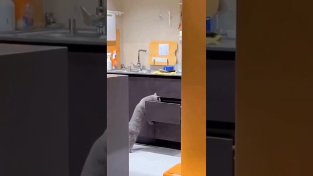 Хитрющие котэ! смотреть онлайн