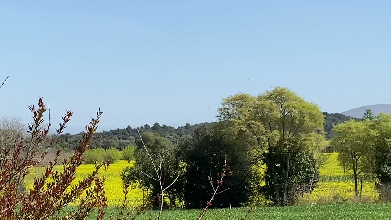 Рапсовые поля/Каталония/Los campos de colza en flor/Catalunya смотреть онлайн