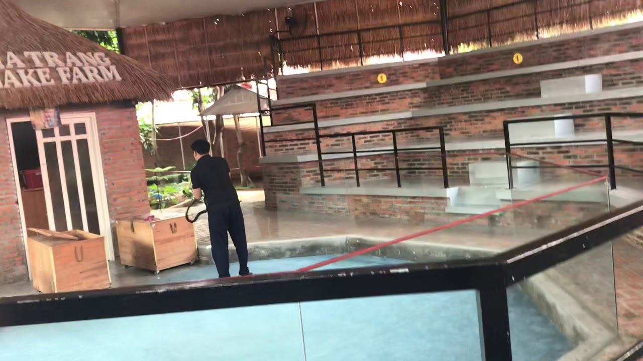 Шоу со змеями в Нячанге, Вьетнам смотреть онлайн