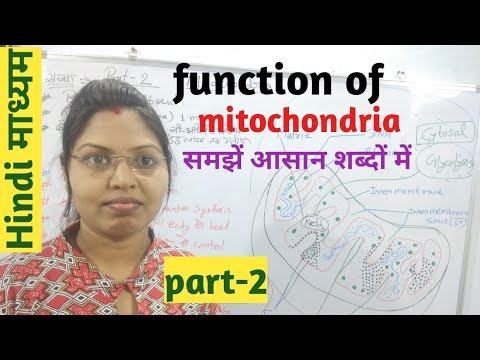 function of mitochondria Hindi माध्यम।class 9,10,11,th NCERT|structure&functionof mitochondria। смотреть онлайн