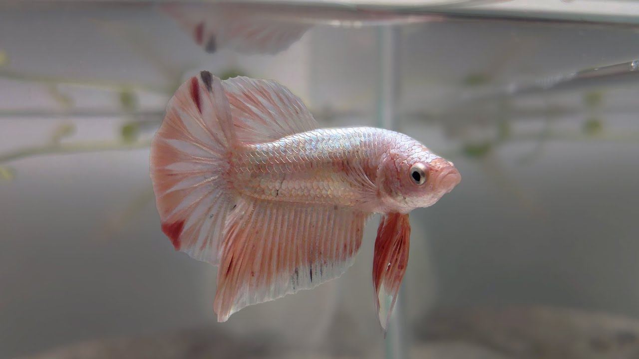 Betta Fish | From Ornamental to the Next Big Model Lab Animal смотреть онлайн