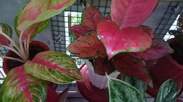 .. Aglaonema#aglaonema #tanamanhias
