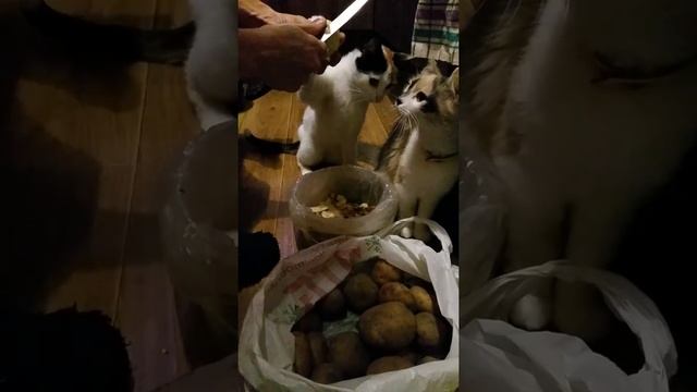 [Natalex] Коты и картошка. #shorts смотреть онлайн