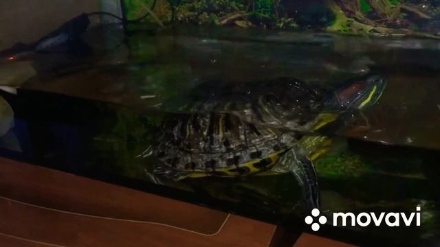 Дополнение к агаме смотреть онлайн