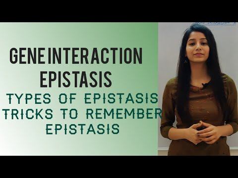 Gene interaction|EPISTASIS|TYPES OF EPISTASIS and it's TRICKS|Genetics|CSIRNET JRF|Life science|GAT смотреть онлайн