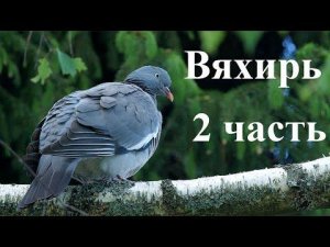 Вяхирь 2 часть