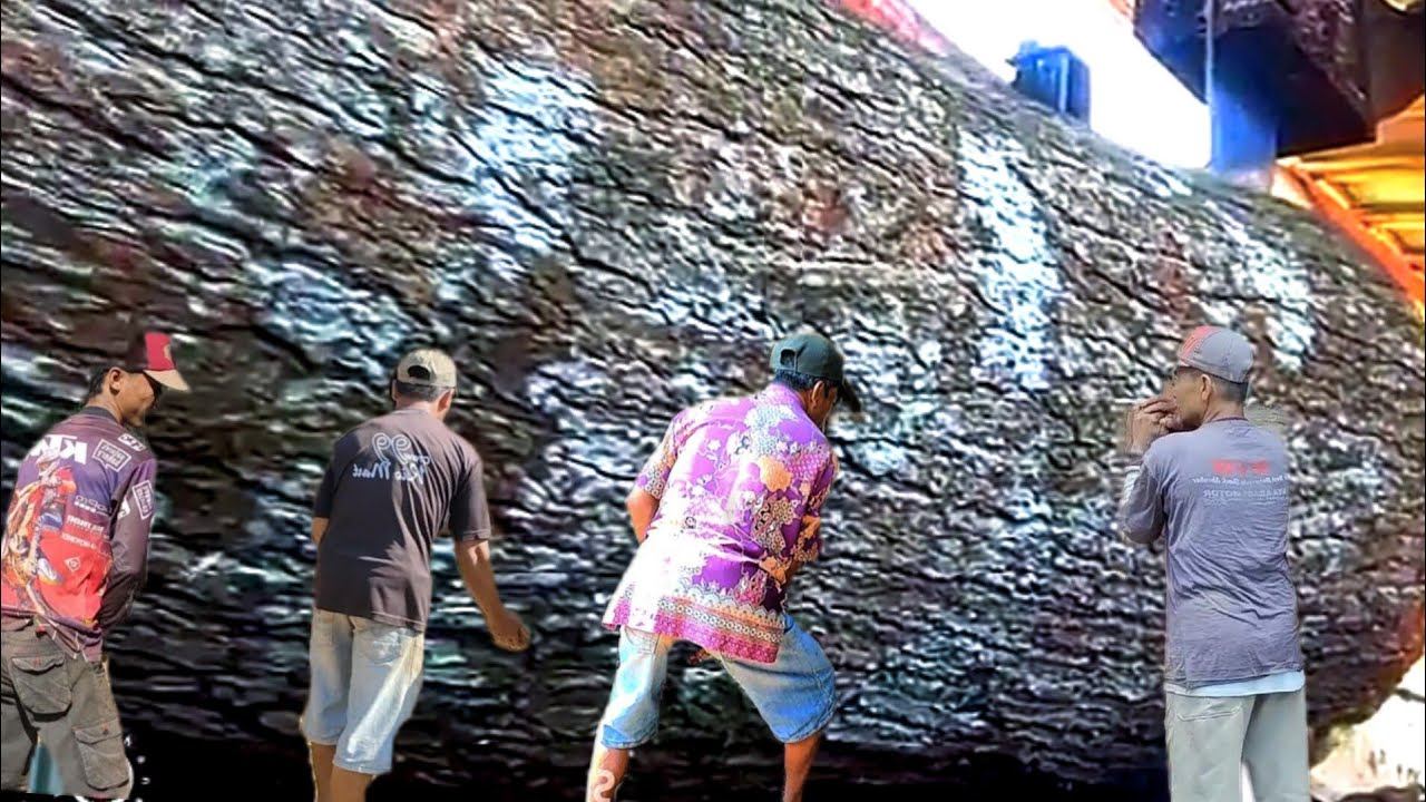 Most Expensive Wood || Just One Stick, This Wood Can Buy A Hectare Of Land