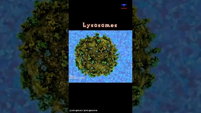 Lysosome Function short intro - #cytology смотреть онлайн