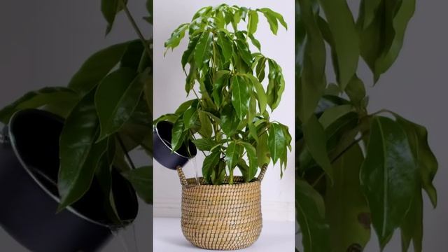 How to neutralize soil смотреть онлайн