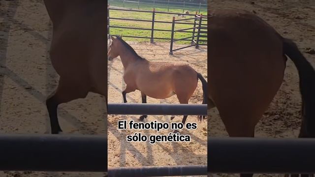 Galope de Éxito: Secretos del Crecimiento Equino смотреть онлайн