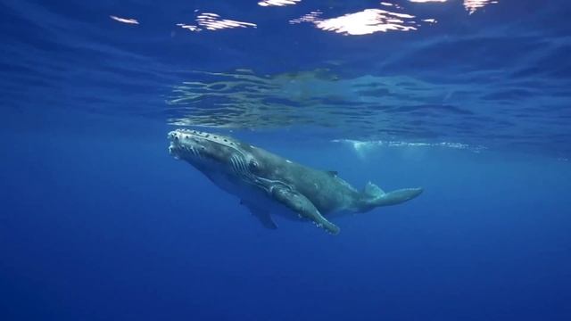 "Насколько это важно?". 5 декабря. Сегодня-лучший путь. Ежедневник для созависимых. смотреть онлайн