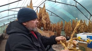 ВЛАЖНОСТЬ ТАБАКА ПРИ ЗАКЛАДКЕ НА ФЕРМЕНТАЦИЮ/ВИРДЖИНИЯ ГОЛД