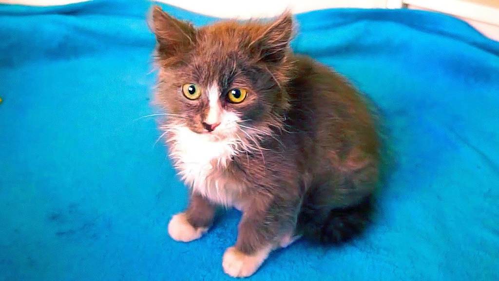 МОЕ ДЕТСТВО! КИСА АЛИСА - МАЛЕНЬКИЙ КОТЕНОК смотреть онлайн