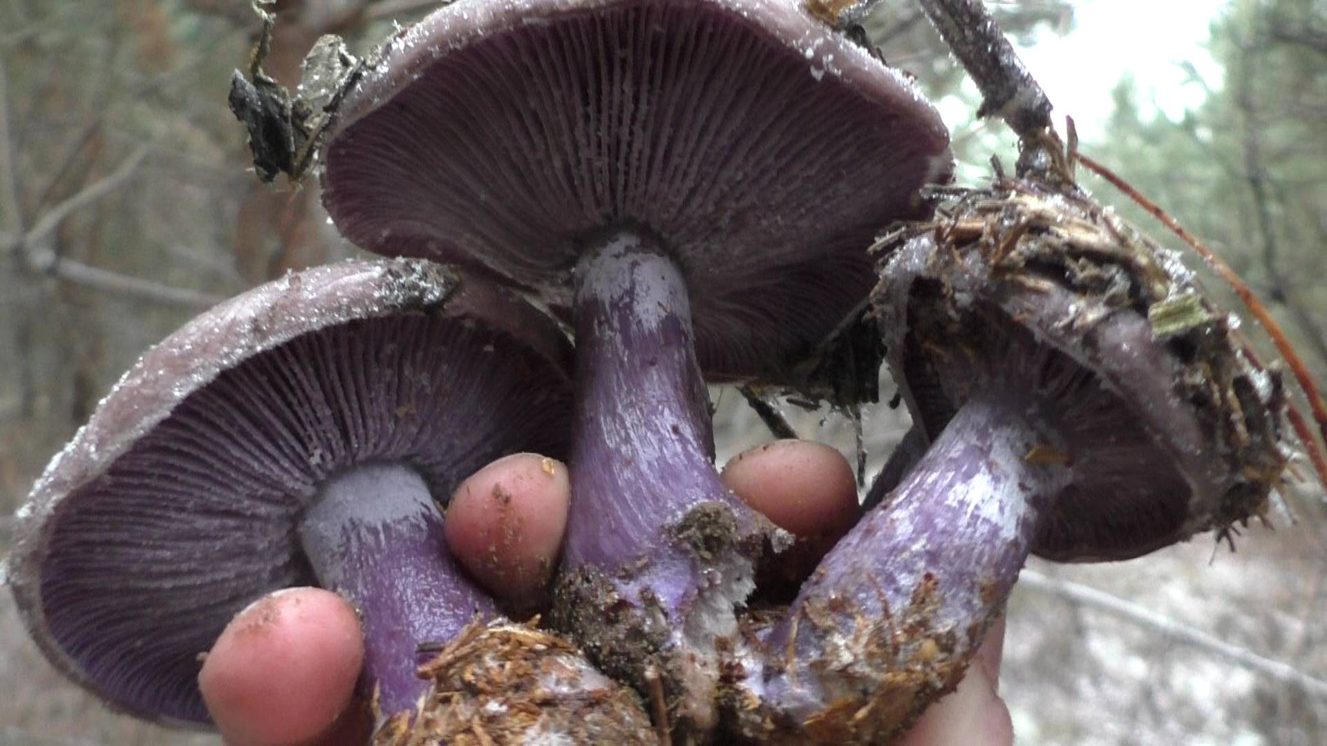 ОТПРАВИЛИСЬ В ДЕКАБРЕ В ЛЕС ПО ГРИБЫ! Думали нас засмеют НО ТУТ ТАКИЕ НАХОДКИ! смотреть онлайн