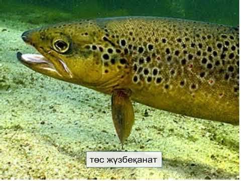 Балықтардың судағы тіршілікке бейімделуі смотреть онлайн