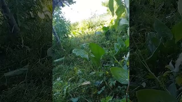 ОХ КАКАЯ ПРИРОДА смотреть онлайн