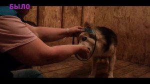 Было-Стало. Процесс адаптации дикой собаки к будущей жизни с человеком