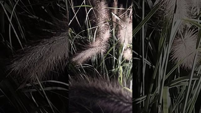 Анапа 29 ноября 2024