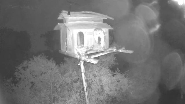 After A Long Wait Parent Delivers Large Rodent. Owl Box OSC - 4/22/24 - 11:21 - 11:23 pm смотреть онлайн