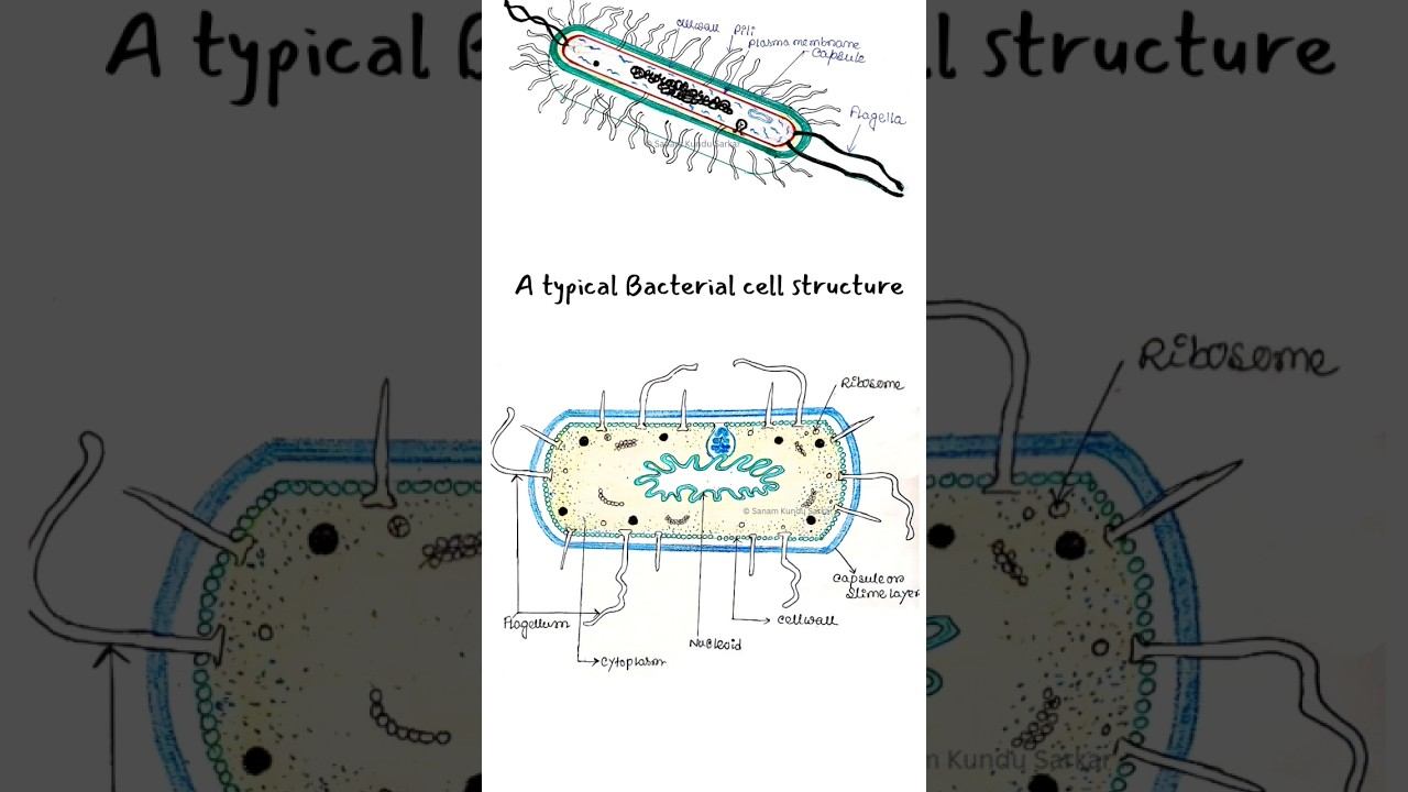Bacterial cell Structure. смотреть онлайн