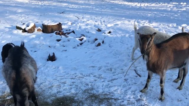 Обожнюю англо-нубійську породу кіз або чого кози кричать??? смотреть онлайн