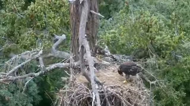 GROWLS ~ Eaglet & Hawklet Both Vie For Prey! Junior Bites Dad's Toes! Malala Gets The Fish! 6.22.22 смотреть онлайн