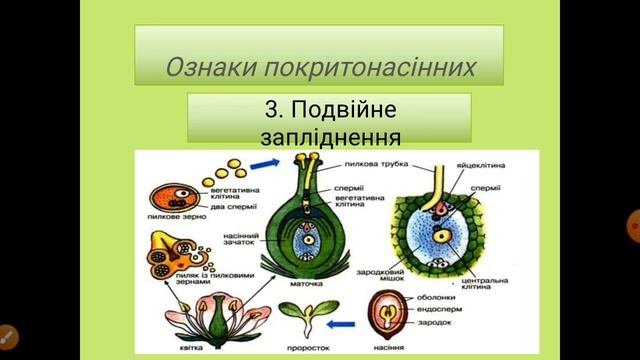 Покритонасінні смотреть онлайн