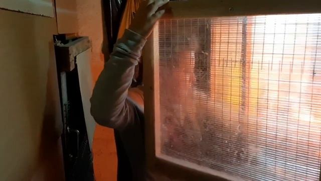 Взвешивание наших бройлеров. смотреть онлайн