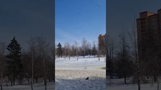 Стайки птиченек в ожидании таяния снега #подмосковье #2024 #март смотреть онлайн