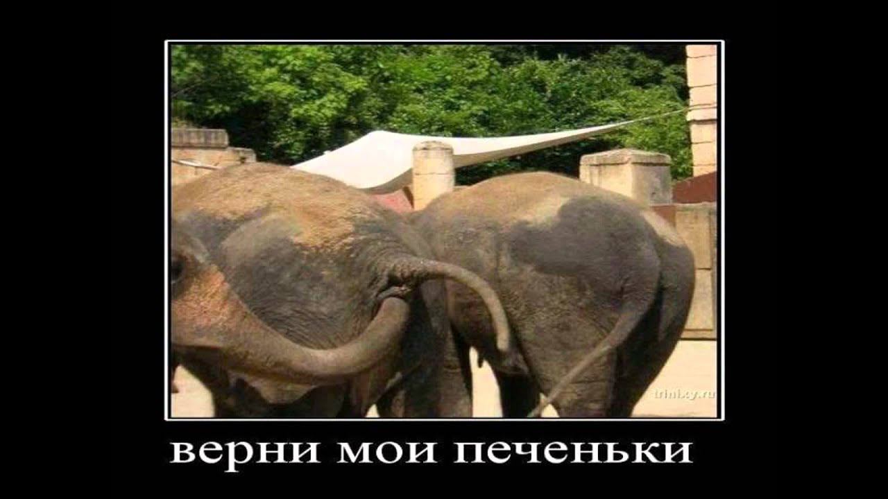 Картинки Демотиваторы Приколы 122864 смотреть онлайн